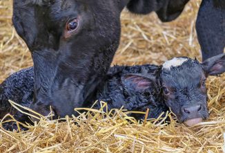 How to Take Care of a Newborn Calf